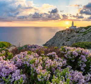 Blühende lila Heidekrautpflanzen auf einer Klippe mit Blick auf das Meer bei Sonnenuntergang, im Hintergrund ein Leuchtturm auf Mallorca.