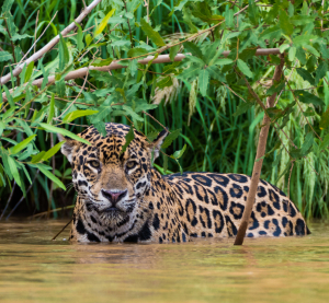 Ein Jaguar steht halb im Wasser, umgeben von dichtem gr&uuml;nen Uferbewuchs, und blickt direkt in die Kamera.
