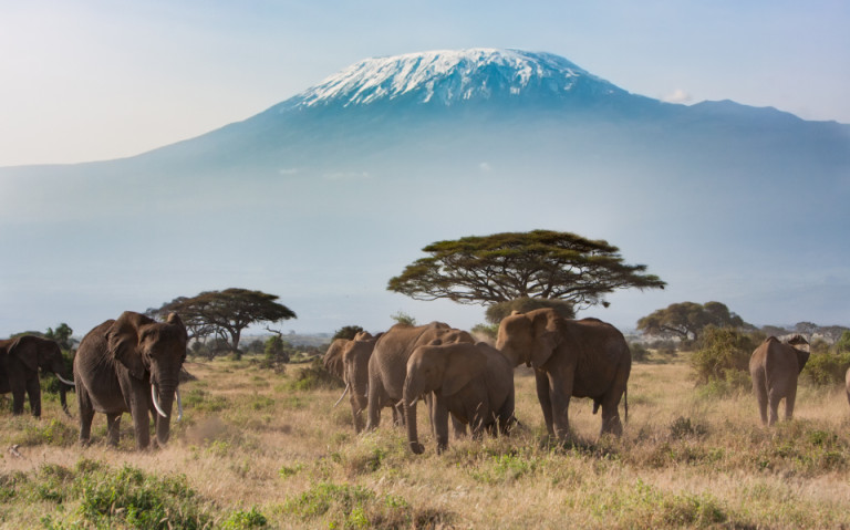 Elefantenherde vor dem Kilimandscharo in Kenia, eine ikonische Szene einer Safari.