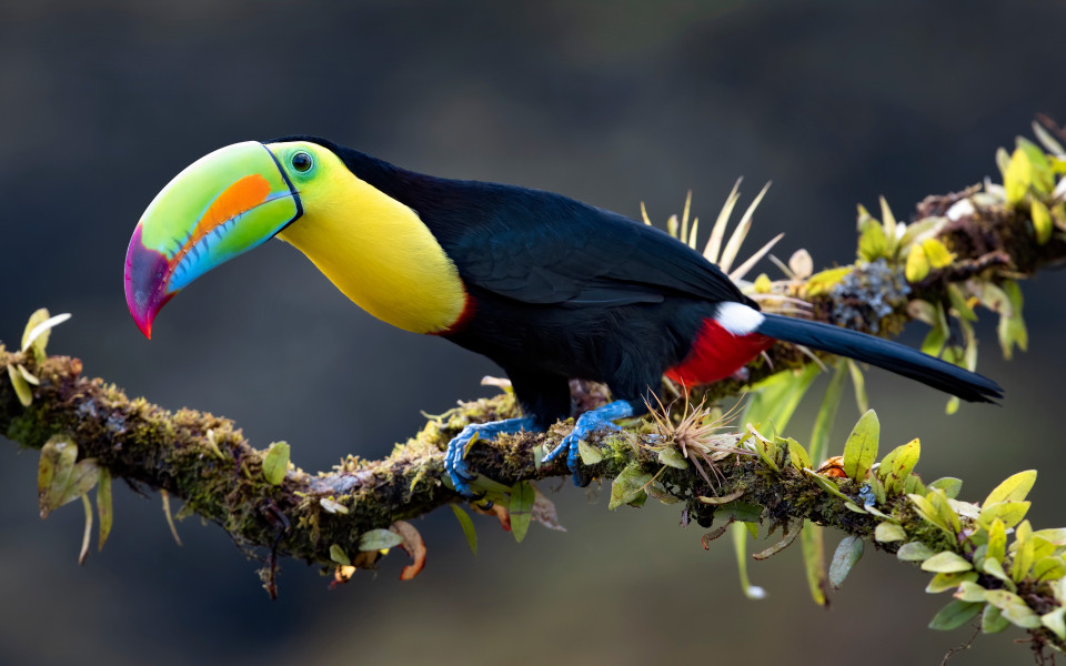 Nahaufnahme eines Kielschnabeltukan im Regenwald Boca Tapada in Costa Rica