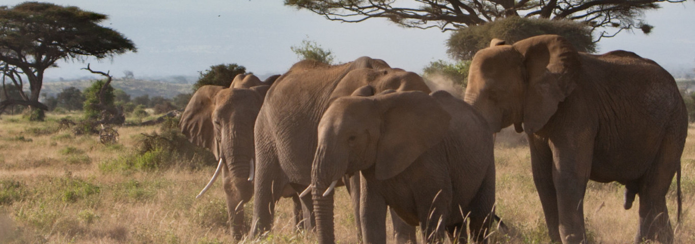 Sichtung von Elefanten auf einer Safari in Afrika
